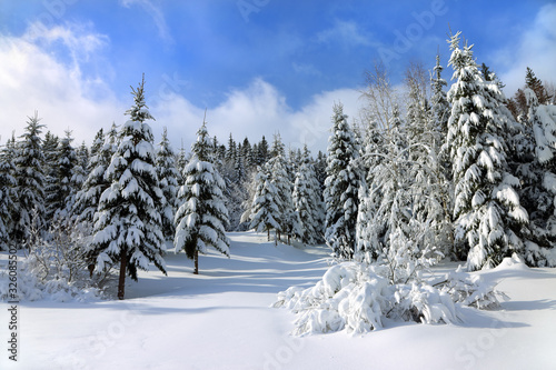 White snow covered spruces and blue sky in the Carpathian mountains. © Vitalii