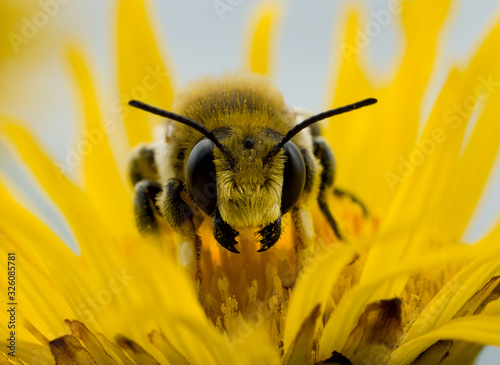 bee on a yellow flower