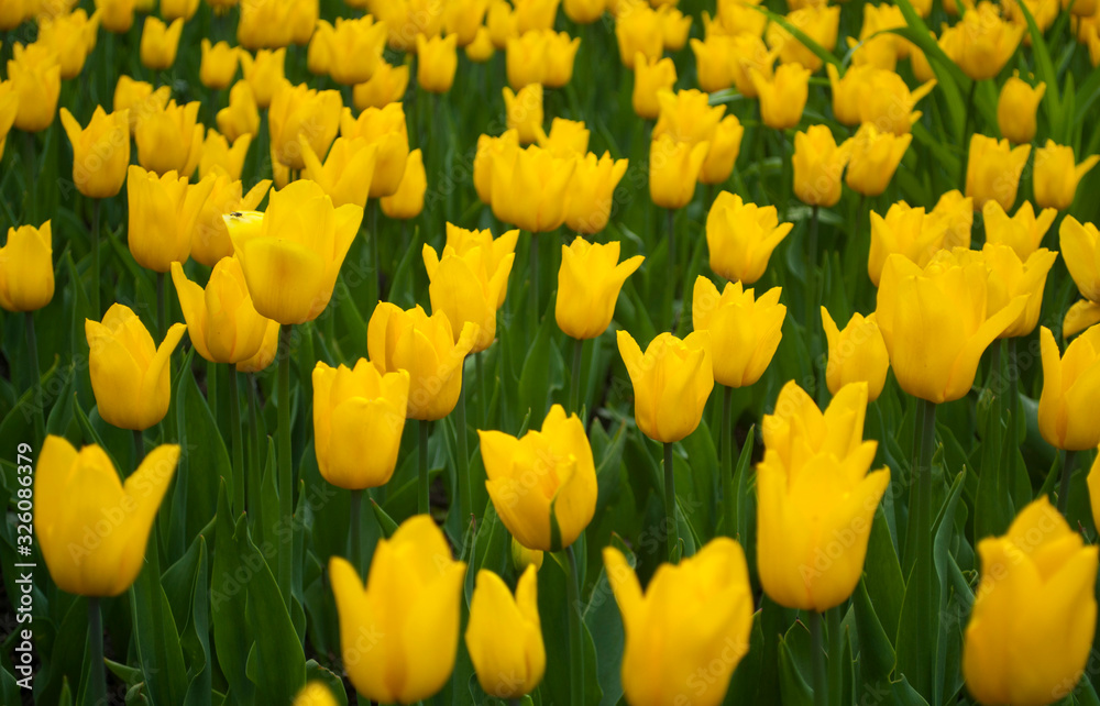  Many flowers in the spring in city parks please residents