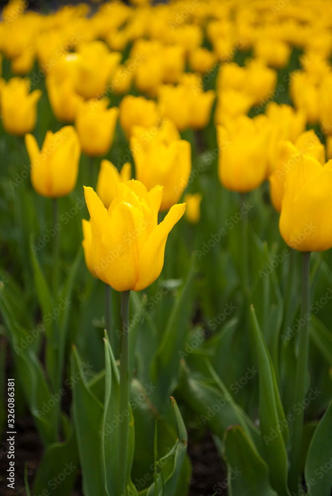 Many flowers in the spring in city parks please residents Many flowers in the spring in city parks please residents