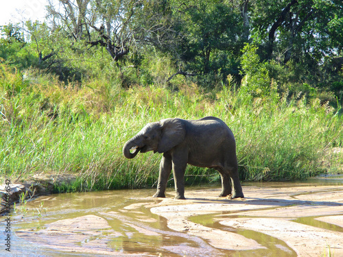 The famous Kruger National Park one of the oldest game reserves of the African continent with the world s largest collection of animal species in South Africa - DUR