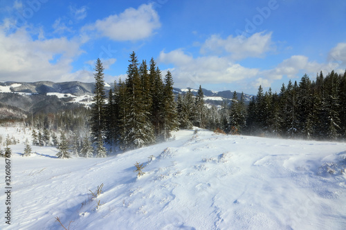 Carpathian mountain landscape in winter. Winter forest in the Carpathian mountains in a blizzard.