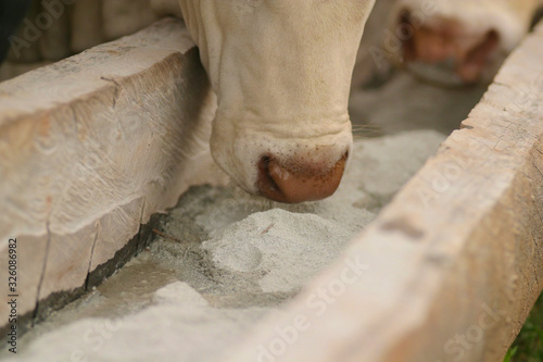 focinho de gado comendo no cocho, ração animal, suplementação animal