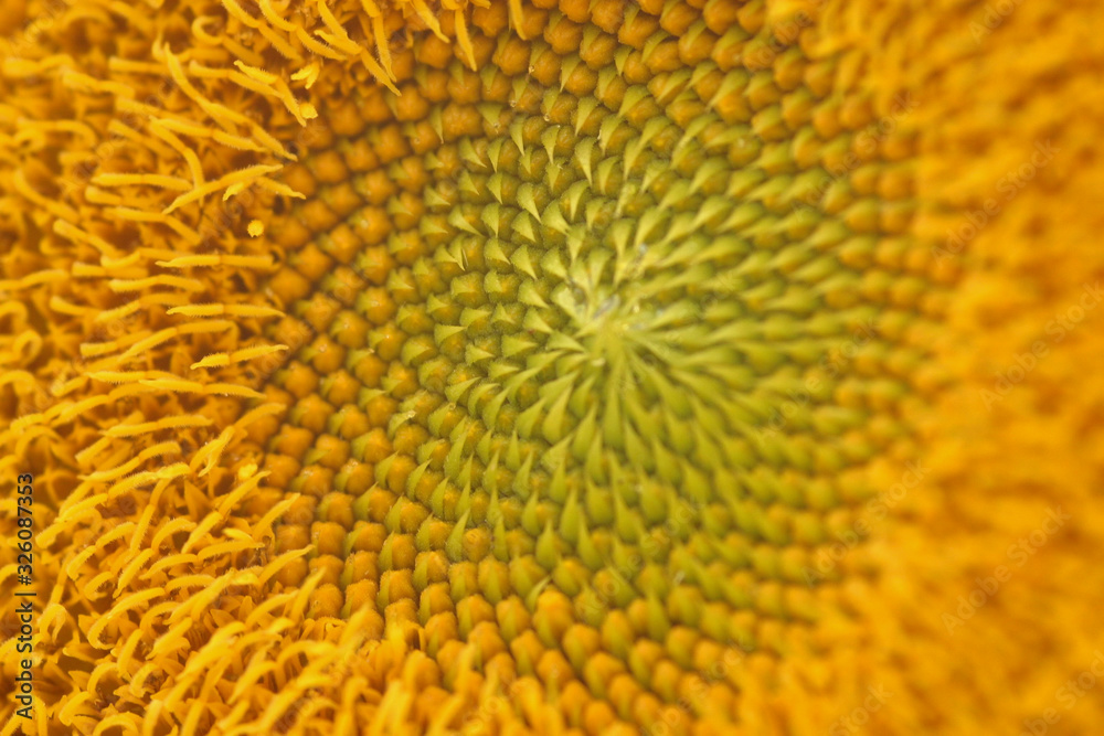 girassol close no centro da flor girassol close no centro da flor
