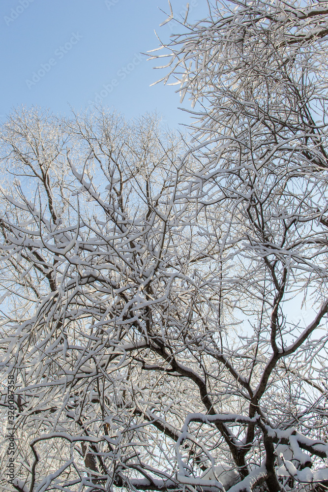 Tree branches in the snow against the blue sky on a Sunny day