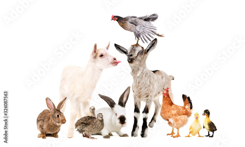 Funny goats and other farm animals isolated on white background