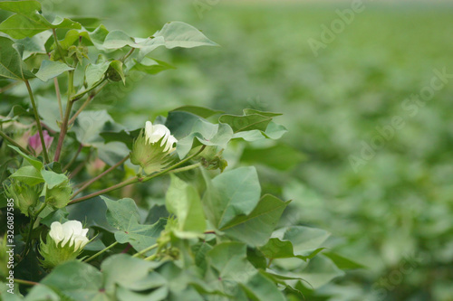 flor de algodão desabrochando