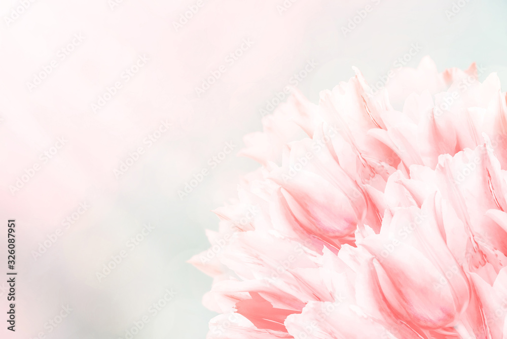 Spring flowers, pink background. Blossom tulips on blue and pink background. Sunbeams and bokeh over a blur banner, header or billboard. Valentine, love, Mothers day, wedding, summer and springtime.