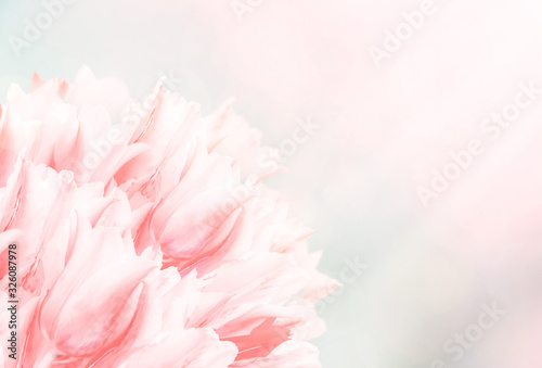 Spring flowers, pink background. Blossom tulips on blue and pink background. Sunbeams and bokeh over a blur banner, header or billboard. Valentine, love, Mothers day, wedding, summer and springtime. © taylon