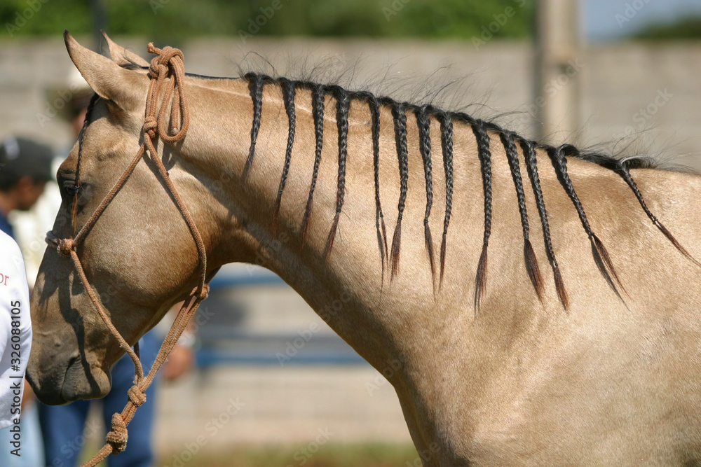 crina de cavalo de competição Stock Photo | Adobe Stock