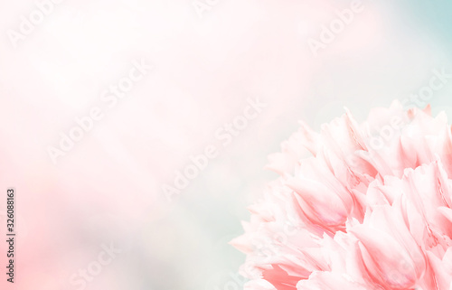 Spring flowers, pink background. Blossom tulips on blue and pink background. Sunbeams and bokeh over a blur banner, header or billboard. Valentine, love, Mothers day, wedding, summer and springtime.