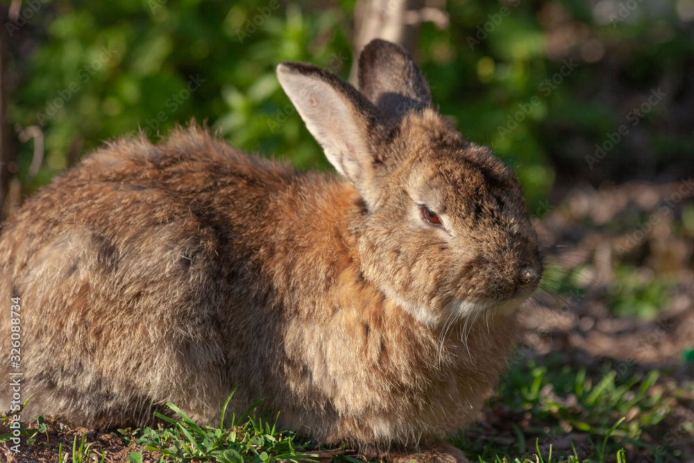 Fototapeta premium Wild Rabbit