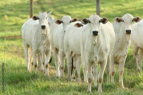 gado nelore na fazenda, novilhos para exportação, gado premium