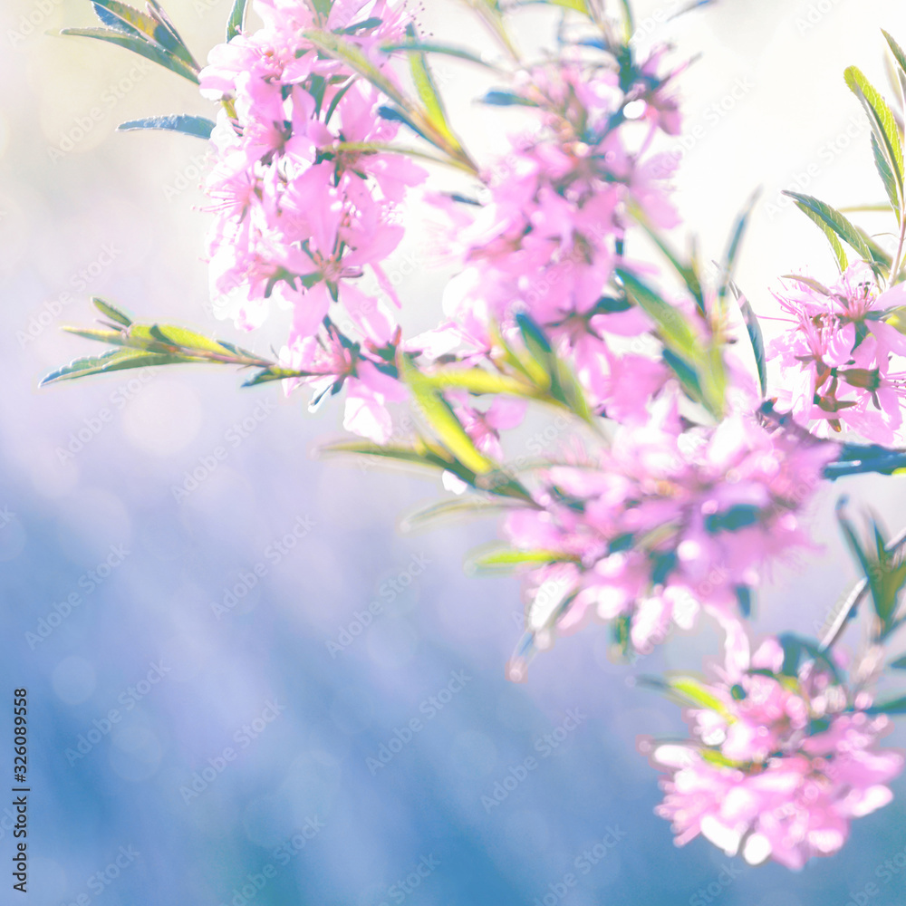 Spring flowers, floral background. Blossom tree over gentle soft blue and pink background. Sunbeams and bokeh over a blue sky, flowering branches. Sunny day, summer, springtime.