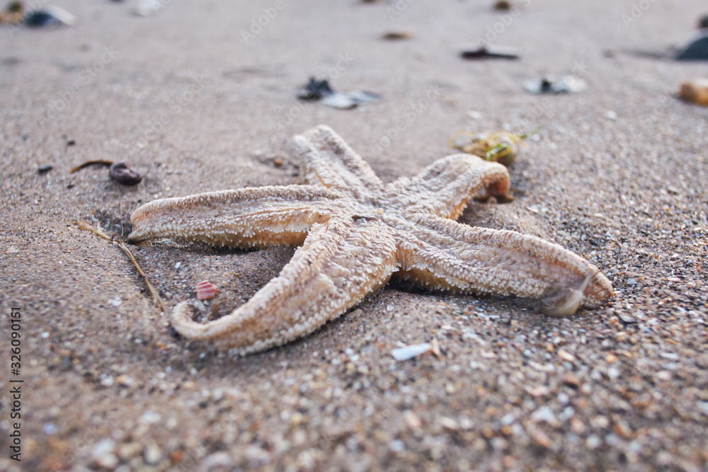 A washed up dead star fish on an orange sandy beach. Dying marine life because of pollution and global warming. cleaning up the worlds oceans to save aquatic life of earth. A washed up dead star fish on an orange sandy beach. Dying marine life because of pollution and global warming. cleaning up the worlds oceans to save aquatic life of earth.