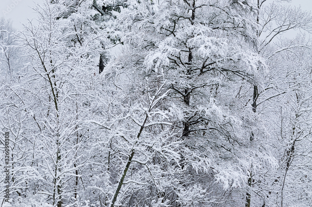 Winter landscape of snow flocked trees, Yankee Springs State Park, Michigan, USA Winter landscape of snow flocked trees, Yankee Springs State Park, Michigan, USA