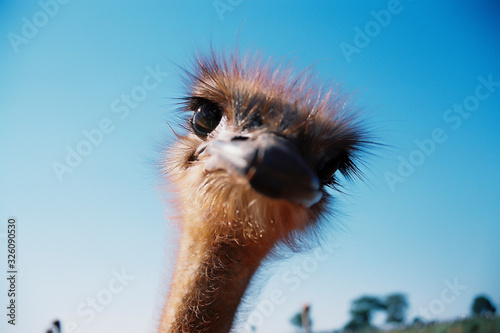 cabeça de avestruz com foco restrito, fundo de céu azul