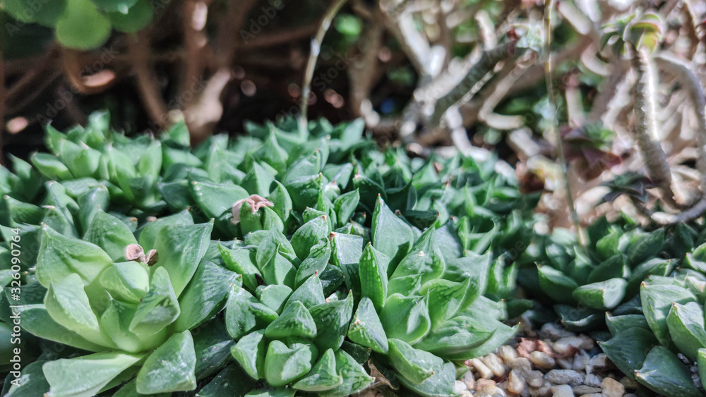 Obraz premium Various Type of Succulent Echeveria Flower House plants Top view background.