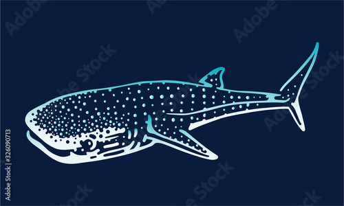 whale shark on dark background