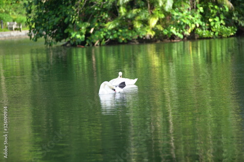 The White Swan in the lake