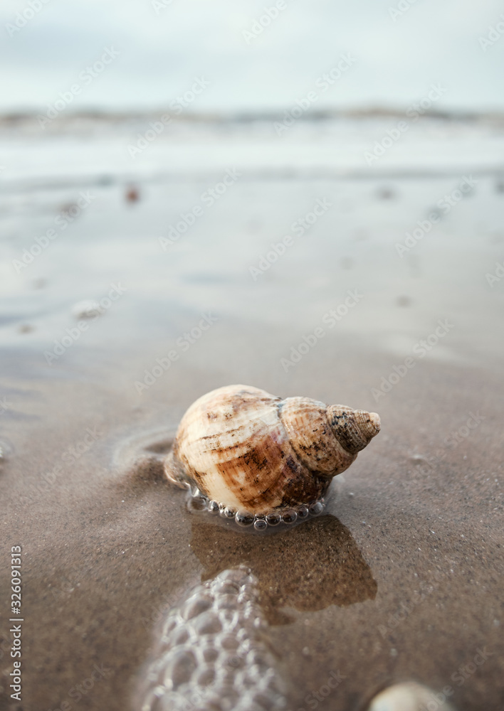 A beautiful neutral coloured sea shell washed up on the shore of a gloomy depressing beach. Pollution and global warming killing off sea creatures due to temperature rises. A beautiful neutral coloured sea shell washed up on the shore of a gloomy depressing beach. Pollution and global warming killing off sea creatures due to temperature rises.