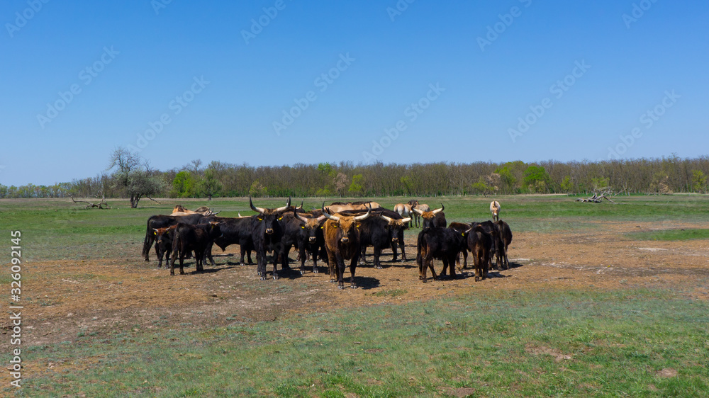 Obraz premium Aurochs and wild horses stand in the field in the Hortobagy National Park in Hungary