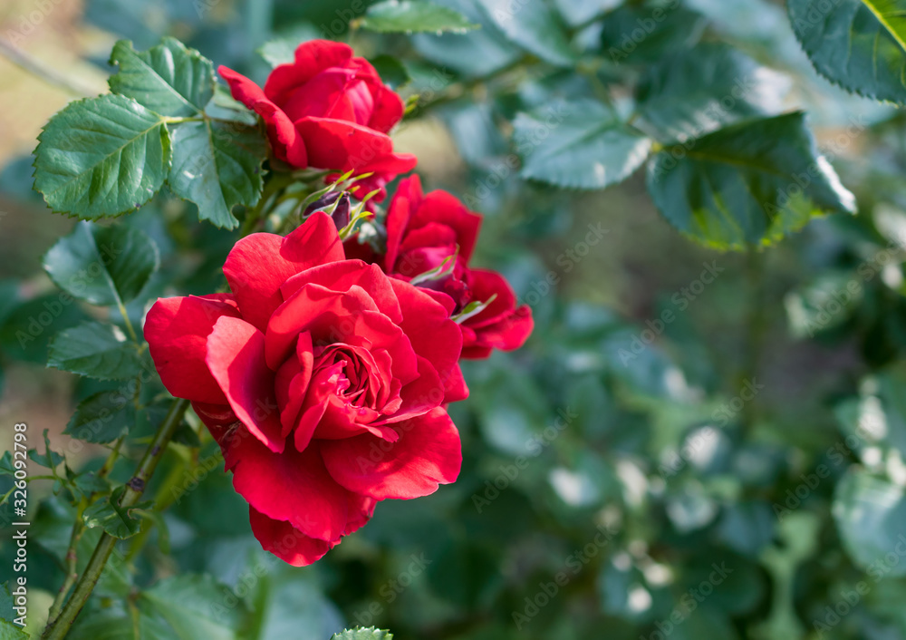 Bright red roses with buds on a background of a green bush. Can be used as a greeting card with Women's Day, Mother's Day, birthday or gardening, floriculture or background with copy space for text Bright red roses with buds on a background of a green bush. Can be used as a greeting card with Women's Day, Mother's Day, birthday or gardening, floriculture or background with copy space for text