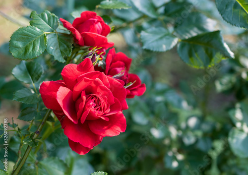 Bright red roses with buds on a background of a green bush. Can be used as a greeting card with Women s Day  Mother s Day  birthday or gardening  floriculture or background with copy space for text