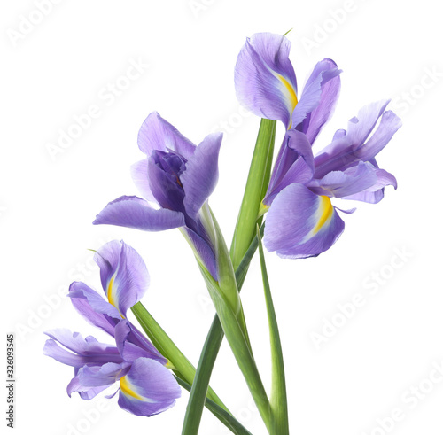 Beautiful tender spring flowers on white background