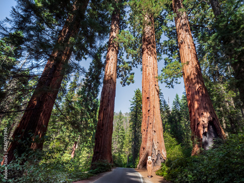 Blonde girl admires Giant Sequoia (Sequoiadendron giganteum) trees in Giant Forest of Sequoia National Park in the U.S. California.