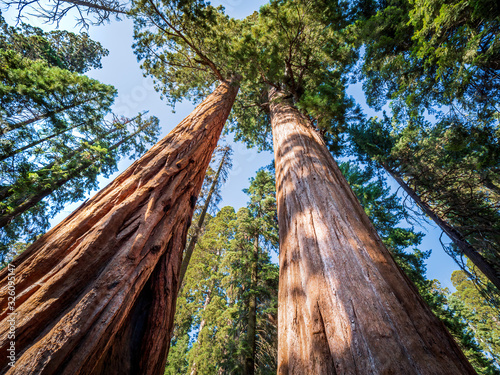 Giant sequoia (Sequoiadendron giganteum) trees in Giant Forest of Sequoia National Park in the U.S. California.