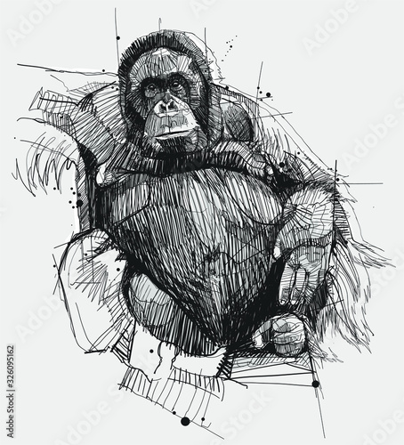 Orang Utan
