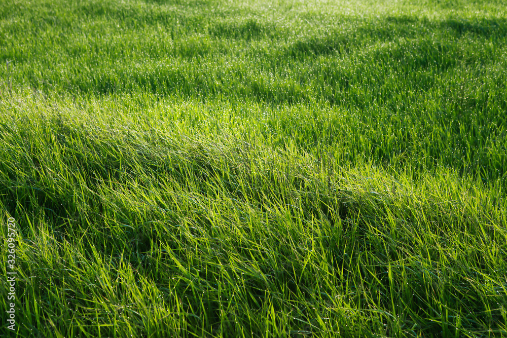 Sun shines on a field with grass in drops dew Sun shines on a field with grass in drops dew