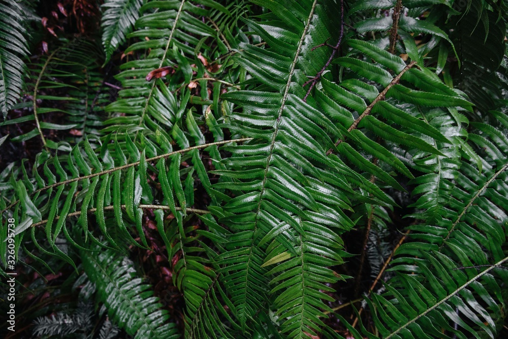Fototapeta premium fern in a forest