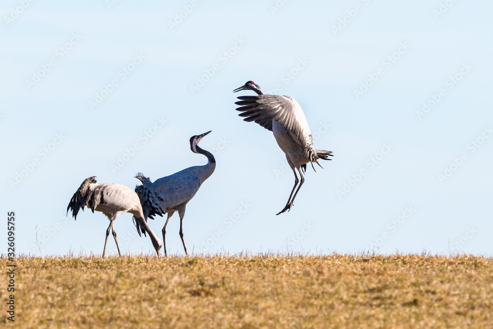 Fototapeta premium Jumping Crane in the spring against blue sky