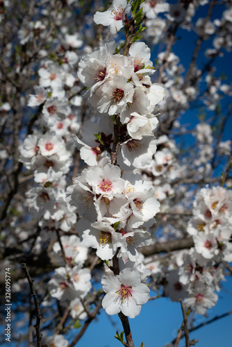 almond blossom against blue sky ,background.