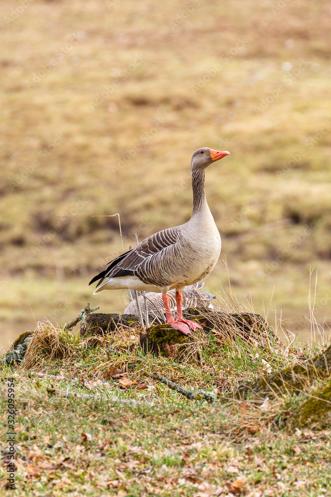 Alone Greylag goose standing on a tree stump in a meadow Alone Greylag goose standing on a tree stump in a meadow