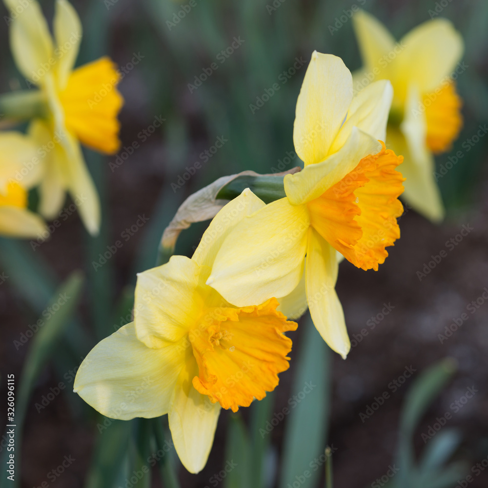 Daffodils flowers blooming in the garden closeup Daffodils flowers blooming in the garden closeup