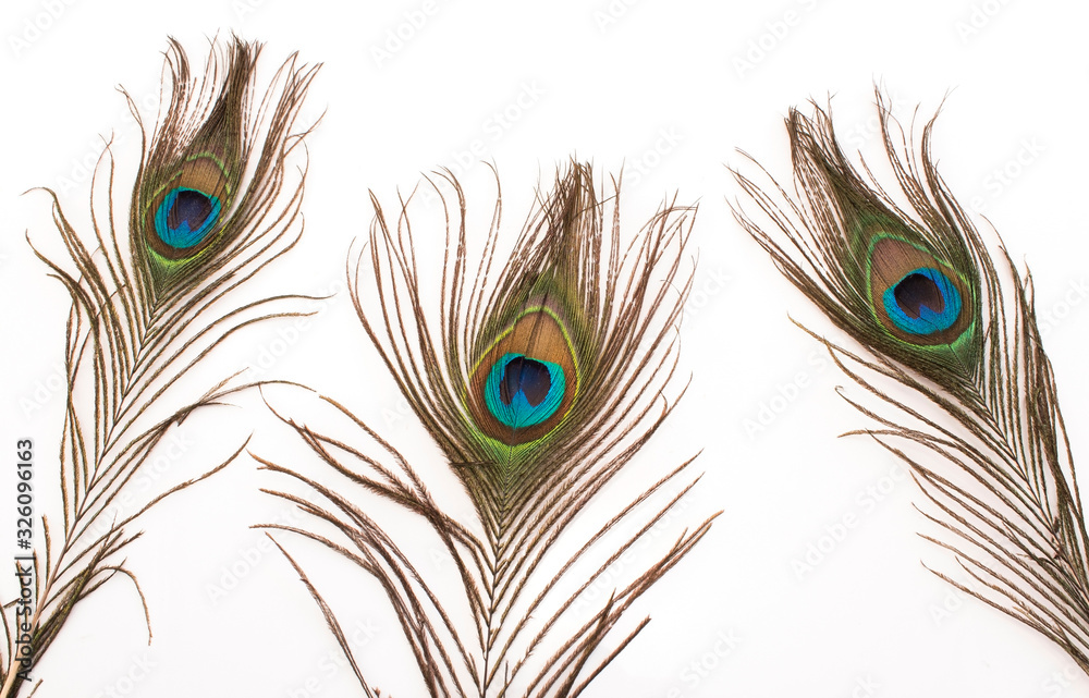 Obraz premium Peacock Feathers on a White Background