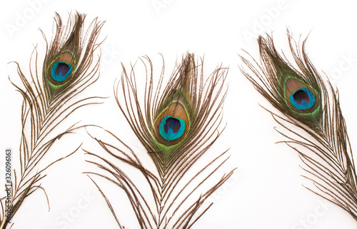 Peacock Feathers on a White Background