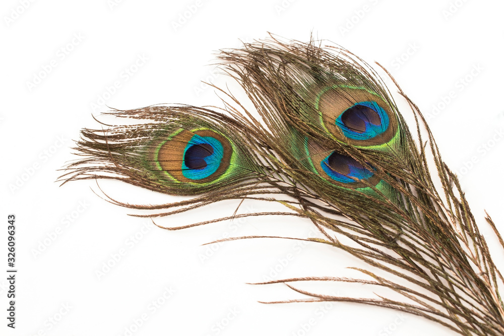 Fototapeta premium Peacock Feathers on a White Background