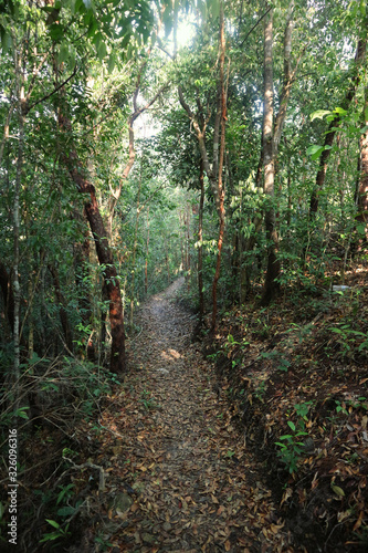 Pathway on Forest