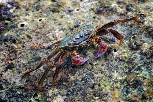 red crab