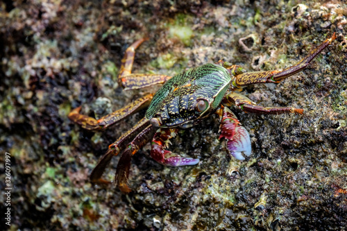 crab on the beach © Nikolai
