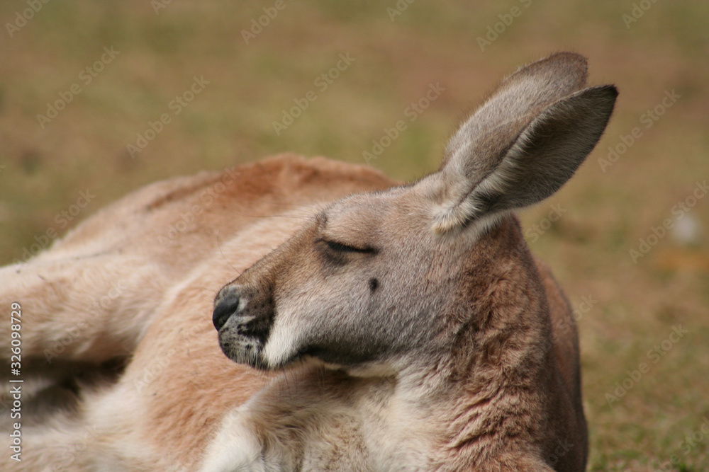 kangaroo in the grass kangaroo in the grass