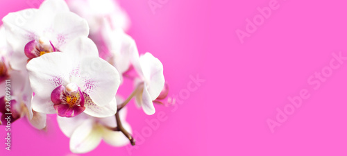 Fototapeta Naklejka Na Ścianę i Meble -  Beautiful White with pink Phalaenopsis orchid flowers on bright pink background. Tropical flower, branch of orchid close up. Pink orchid background. Holiday, Women's Day, Flower Card flat lay