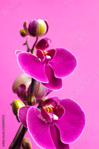 Murais de parede Beautiful purple Phalaenopsis orchid flowers on bright pink background