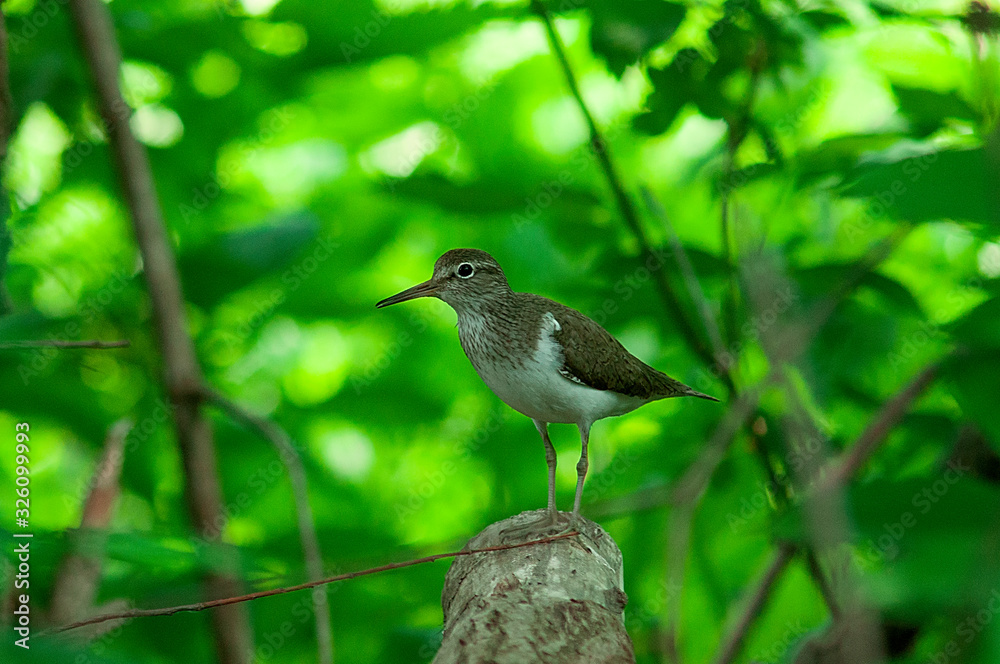 sandpiper on a stump in the thicket sandpiper on a stump in the thicket