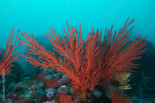 Fototapeta Naklejka Na Ścianę i Meble -  Palmate sea fan (Leptogoria palma) growing on the rock with some sea urchins around it.