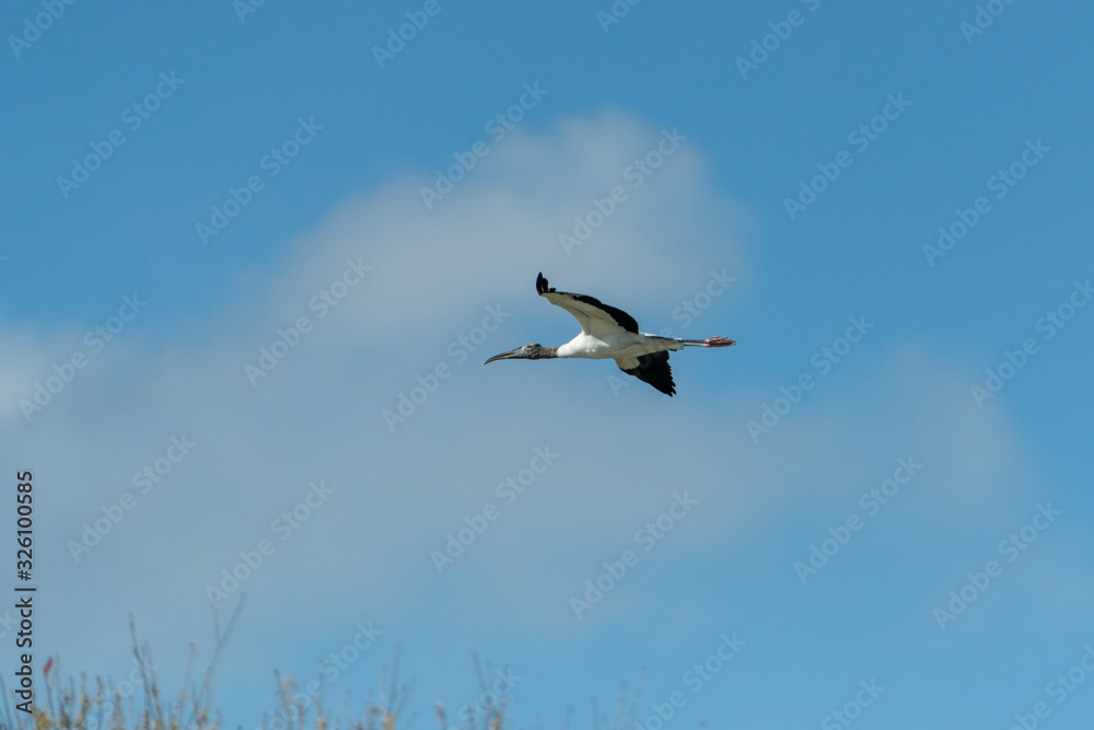 Wood Stork in a Florida Wetland Wood Stork in a Florida Wetland